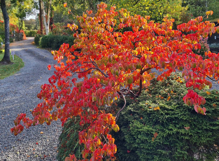 Cornus kousa 'Miss Satomi' autumn colour at Bluebell Arboretum and Nursery